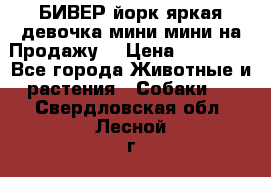 БИВЕР йорк яркая девочка мини мини на Продажу! › Цена ­ 45 000 - Все города Животные и растения » Собаки   . Свердловская обл.,Лесной г.